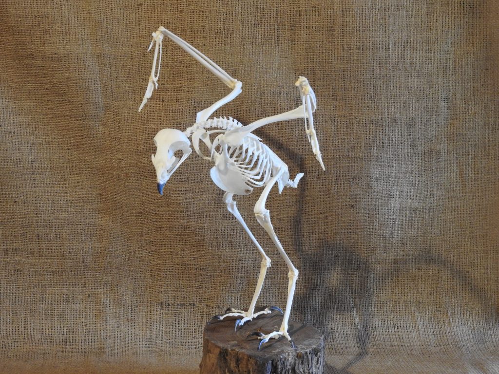 Buteo buteo skeleton buizerd skelet european buzzard